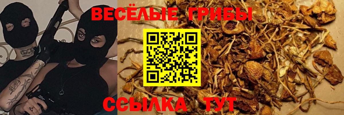 Галлюциногенные грибы GOLDEN TEACHER Благодарный